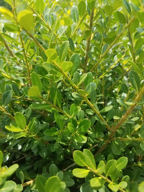 Compact Japanese Holly Ilex crenata 'Compacta' from Pender Nursery