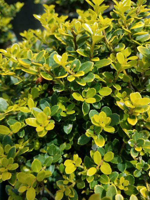 Golden Helleri Japanese Holly Ilex crenata 'Golden Helleri' from Pender ...