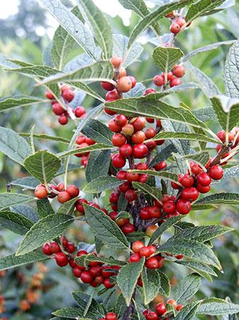 Winter Red Winterberry Holly Ilex verticillata 'Winter Red' PP#4146 from Pender Nursery