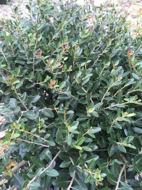 Dwarf Ilex Vomitoria Nana Plant 1Gallon Dwarf Yaupon Holly Live Plant ...