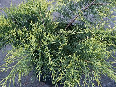Saybrook Gold Juniper Juniperus chinensis 'Saybrook Gold' from Pender Nursery