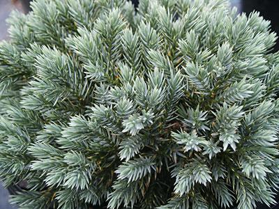 Blue Star Juniper Juniperus squamata 'Blue Star' from Pender Nursery