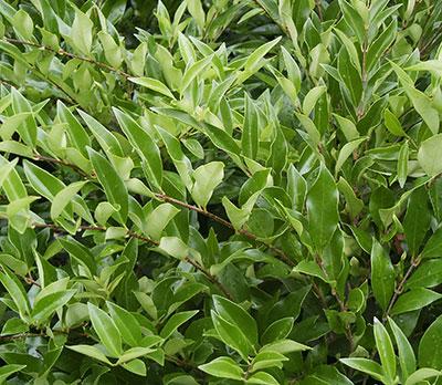 Eastbay Privet Ligustrum japonicum Eastbay from Pender Nursery