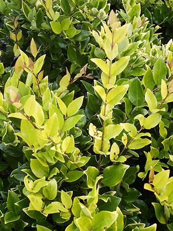 Howard Wax Leaf Privet Ligustrum japonicum 'Howard' from Pender Nursery