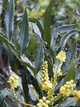 Fortune's Mahonia Mahonia fortunei from Pender Nursery