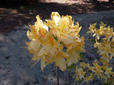 Golden Lights Deciduous Azalea Rhododendron 'Golden Lights' from Pender Nursery