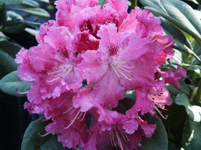 Bessie Howell Catawba Rhododendron Rhododendron catawbiense Bessie Howell from Pender Nursery