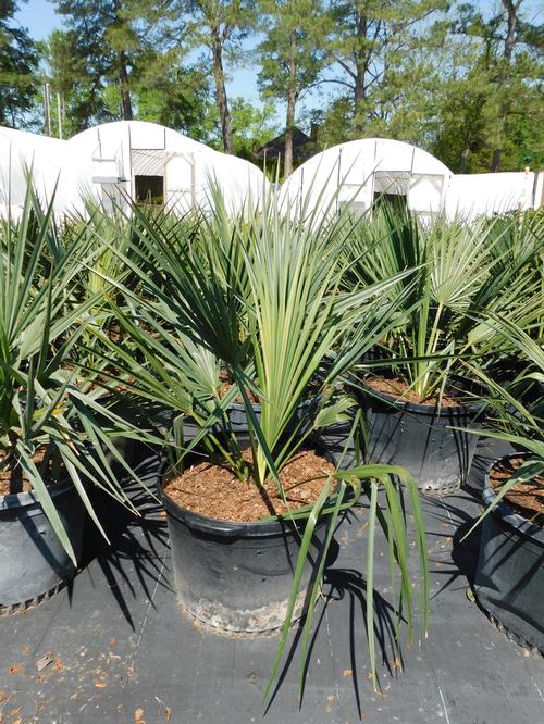 Dwarf Palmetto Sabal minor from Pender Nursery