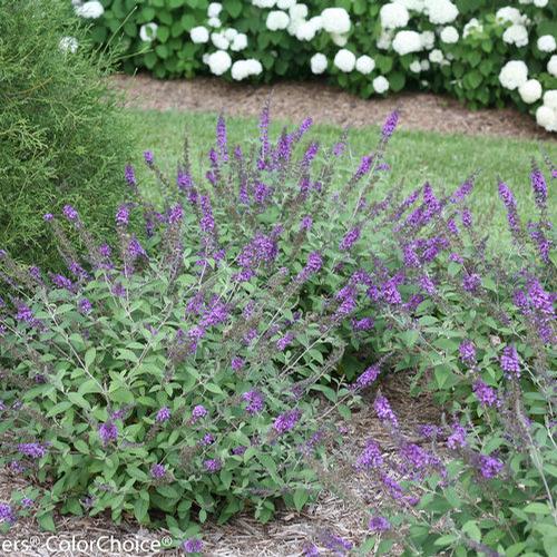 Blue Chip Jr. Butterfly Bush Buddleia 'Blue Chip Jr.' PP#26581 from Pender Nursery