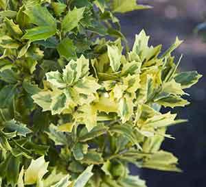 Golden Oakland™ Holly Ilex x Golden Oakland™ PP#30451 from Pender Nursery