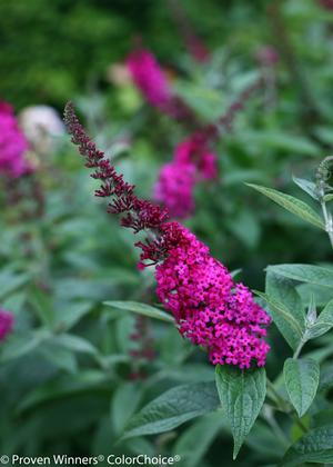 Miss Molly Butterfly Bush Buddleia x 'Miss Molly' PP#23425 from Pender ...