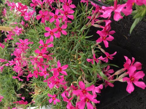 Red Wing Creeping Phlox Phlox Subulata Red Wing From Pender Nursery