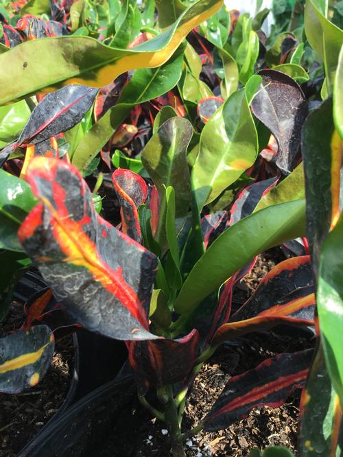 Mammy Croton Codiaeum variegatum Mammy from Pender Nursery