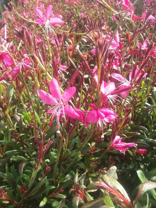 Whiskers Deep Rose Gaura Gaura lindheimeri Whiskers Deep Rose from Pender Nursery