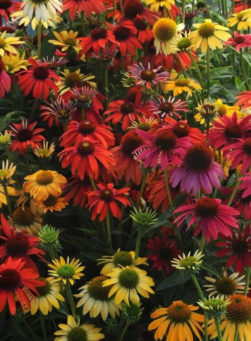 Cheyenne Spirit Coneflower Echinacea x Cheyenne Spirit from Pender Nursery