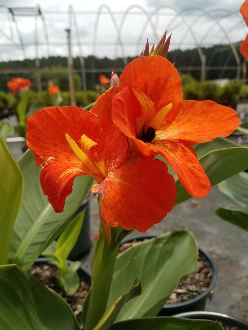 CannaSol™ Happy Carmen® Canna Lily Canna CannaSol™ Happy Carmen® from Pender Nursery