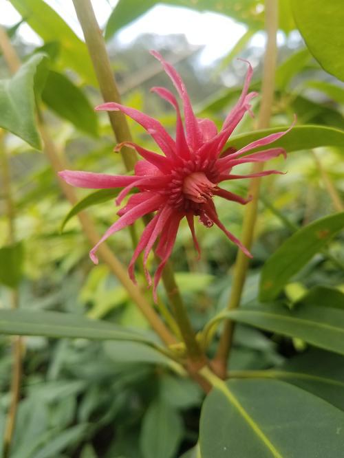 Ruby Stars Flowering Anise Illicium x Ruby Stars from Pender Nursery