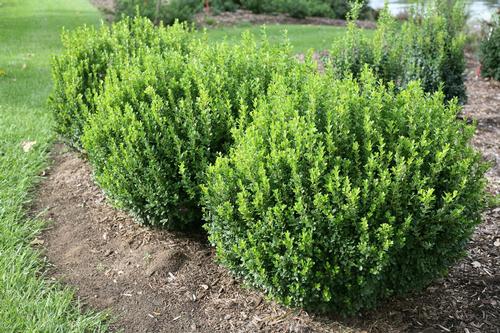Sprinter® Boxwood Buxus microphylla Sprinter® PP#25896 from Pender Nursery
