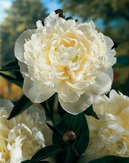 Duchesse de Nemours Peony Paeonia 'Duchesse de Nemours' from Pender Nursery