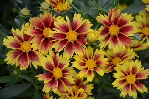 Li'l Bang™ Enchanted Eve Tickseed Coreopsis Li'l Bang™ 'Enchanted Eve' PP#27857 from Pender Nursery