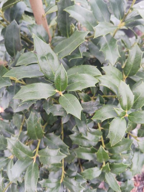 Christmas Jewel® Holly Ilex x Christmas Jewel® PP#14477 from Pender Nursery
