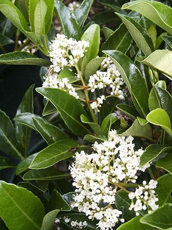 Chindo Viburnum Viburnum awabuki 'Chindo' from Pender Nursery