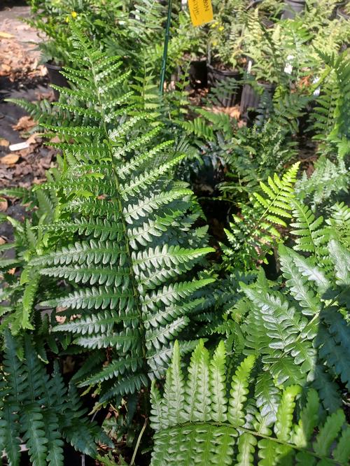 Southern Shield Fern Thelypteris normalis from Pender Nursery