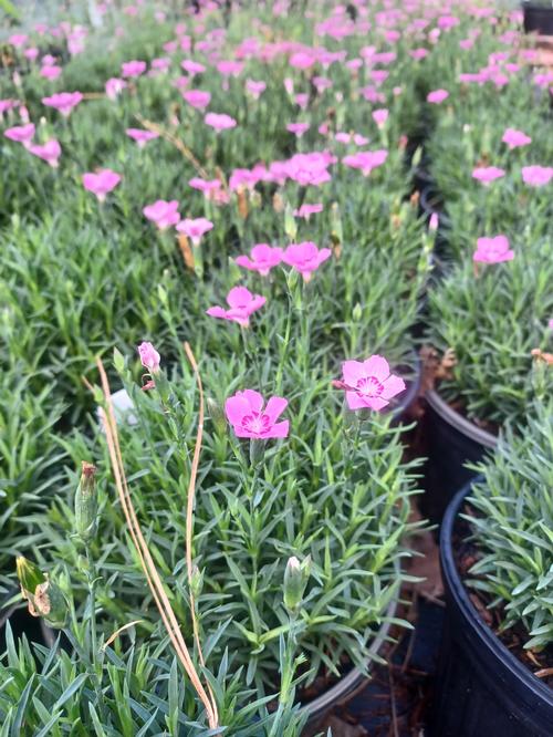 Kahori® Pink Dianthus Dianthus Kahori® Pink PPAF from Pender Nursery