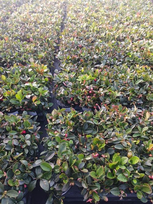 Wintergreen Gaultheria procumbens from Pender Nursery