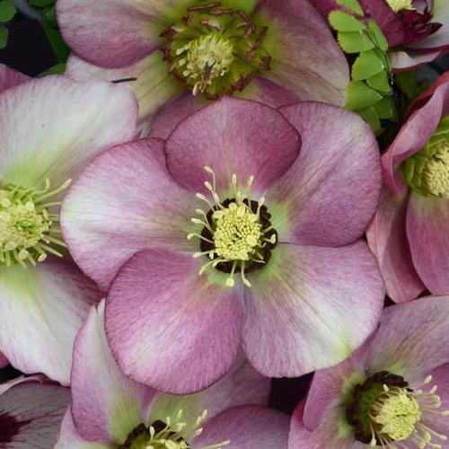 Paris in Pink Lenten Rose Helleborus 'Paris in Pink' from Pender Nursery