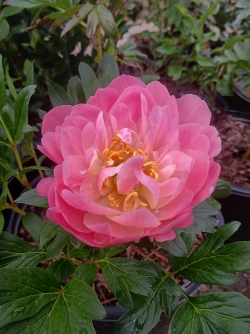 Pink Hawaiian Coral Peony Paeonia 'Pink Hawaiian Coral' from Pender Nursery