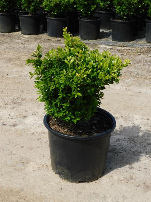 Franklin's Gem Littleleaf Boxwood Buxus microphylla Franklin's Gem from ...