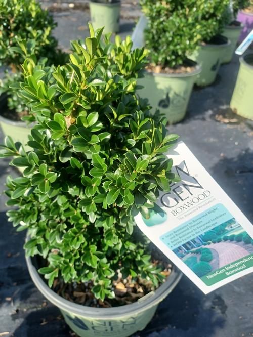 NewGen Independence® Boxwood Buxus NewGen Independence® PP#28888 from Pender Nursery