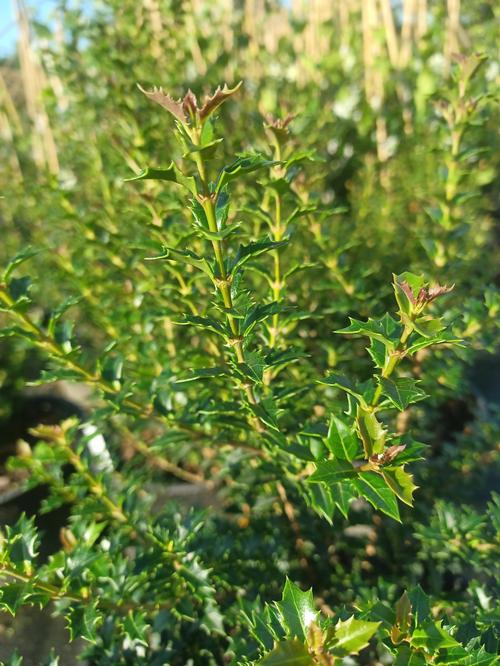 Fragrant Princess Dwarf Tea Olive Osmanthus heterophyllus Fragrant Princess from Pender Nursery