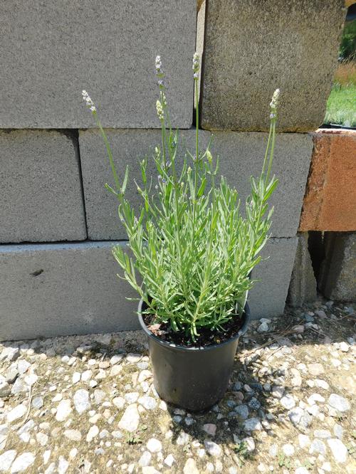 Superblue English Lavender Lavandula angustfolia 'SuperBlue' PP#24929 from Pender Nursery