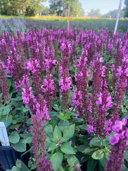 Rose Marvel Salvia Salvia nemerosa x 'Rose Marvel' PP#30118 from Pender Nursery