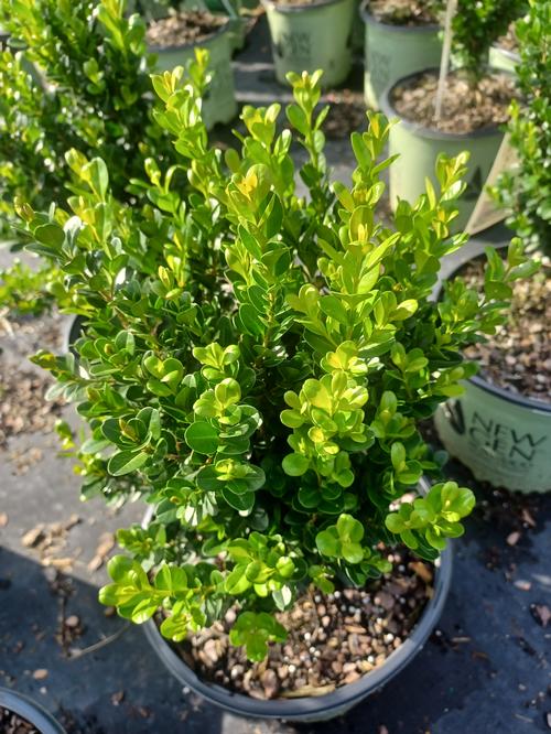 NewGen Freedom® Boxwood Buxus NewGen Freedom® PP#32421 from Pender Nursery