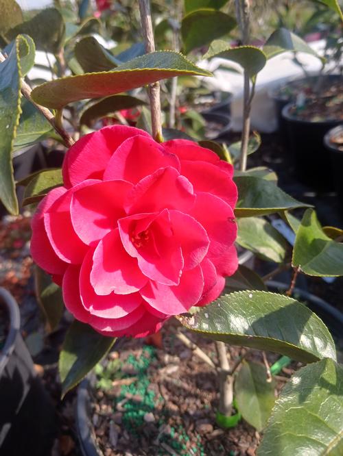 Arctic Rose Spring Blooming Camellia Camellia japonica ‘Arctic Rose