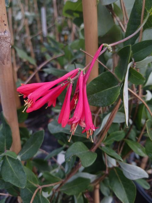 Major Wheeler Honeysuckle Lonicera sempervirens 'Major Wheeler' from Pender Nursery