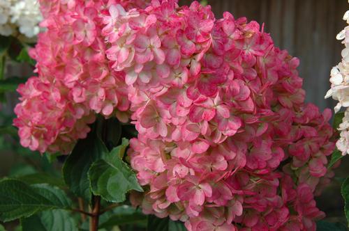 Vanilla Strawberry™ Hydrangea Hydrangea paniculata Vanilla Strawberry™ PP#20670 from Pender Nursery