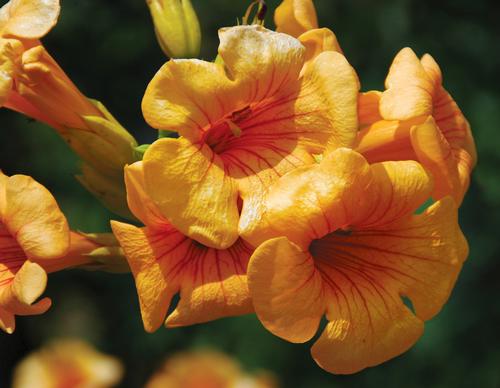 Summer Jazz™ Gold Trumpet Vine Campsis x tagliabuana Summer Jazz™ Gold PP#23917 from Pender Nursery