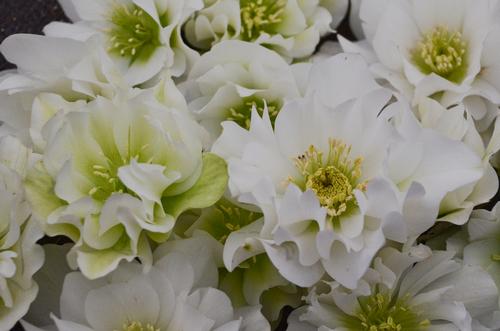 Wedding Bells Lenten Rose Helleborus 'Wedding Bells' from Pender Nursery