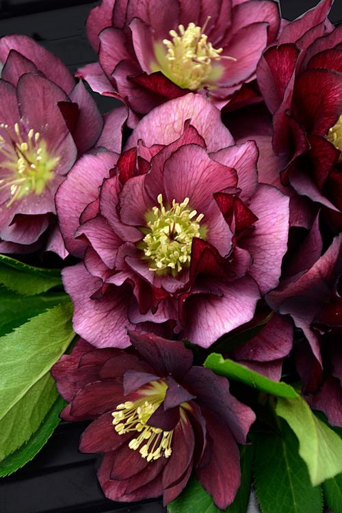 True Love Lenten Rose Helleborus 'True Love' from Pender Nursery