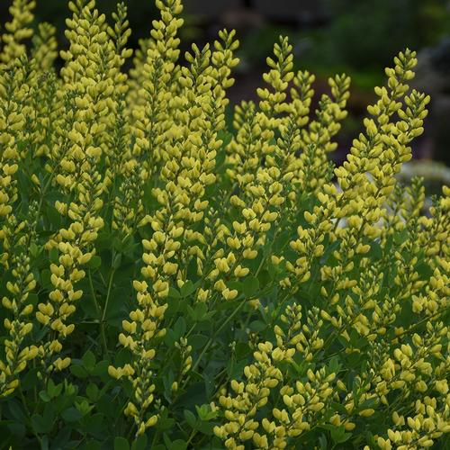 American Goldfinch False Indigo Baptisia 'American Goldfinch' PP#30478 from Pender Nursery