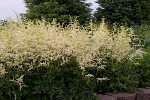 Bridal Veil Goat's Beard, False Spiraea Astilbe 'Bridal Veil' from Pender Nursery