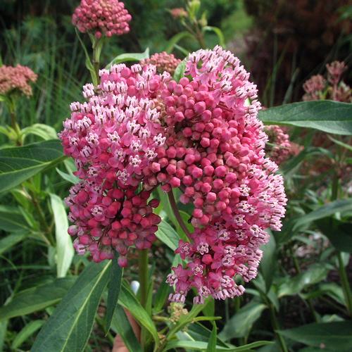 Cinderella Swamp Milkweed Asclepias incarnata 'Cinderella' from Pender Nursery