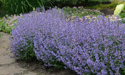 Purrsian Blue Catmint Nepeta x faassenii 'Purrsian Blue' PP#24788 from Pender Nursery