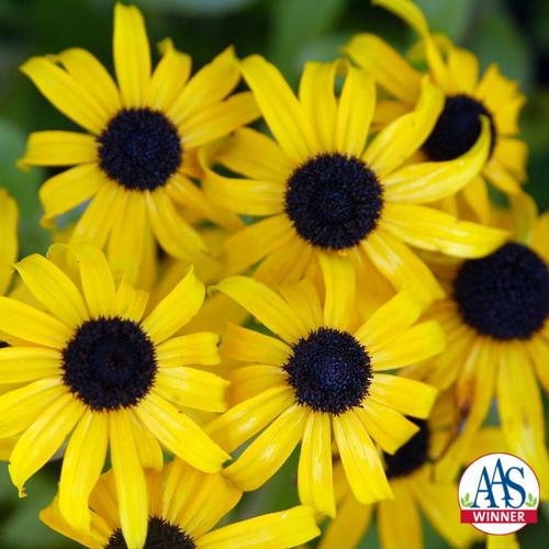 American Gold Rush Black-eyed Susan Rudbeckia 'American Gold Rush' PP#28498 from Pender Nursery