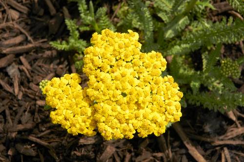 Little Moonshine Yarrow Achillea millefolium Little Moonshine PP#28179 from Pender Nursery