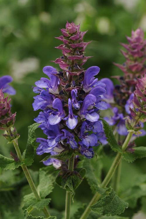 Blue Marvel Salvia Salvia x nemerosa 'Blue Marvel' PP#27018 from Pender Nursery